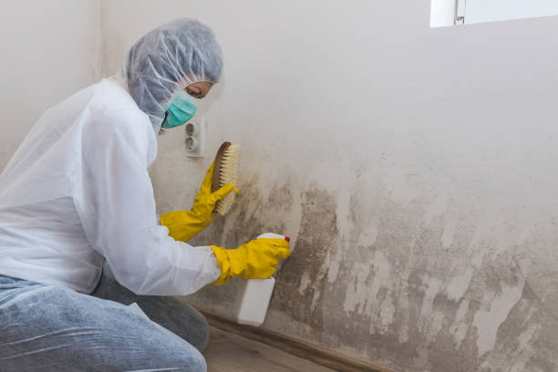 Mold Odor Removal Services in Maple Plain, MN