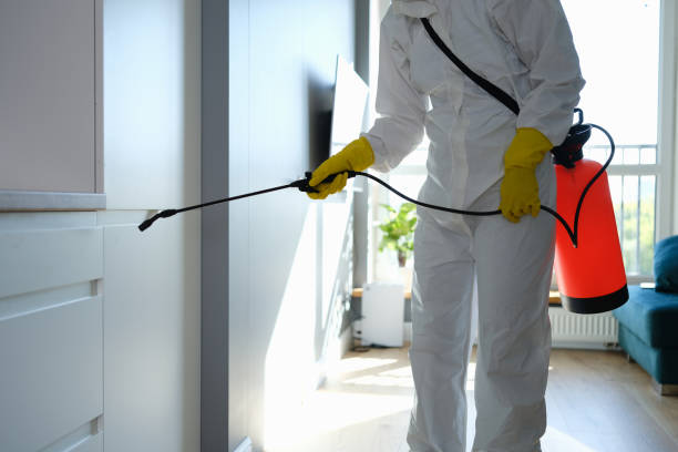 Best Mold Odor Removal Services  in Maple Plain, MN