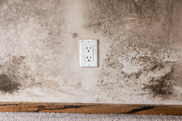 Best Mold Damage Restoration  in Maple Plain, MN