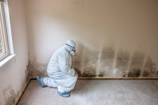 Best Asbestos and Lead Testing During Mold Inspection  in Maple Plain, MN