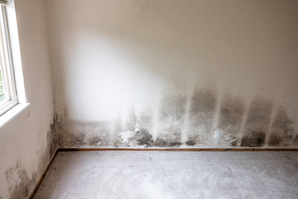 Best Crawl Space Mold Remediation  in Maple Plain, MN